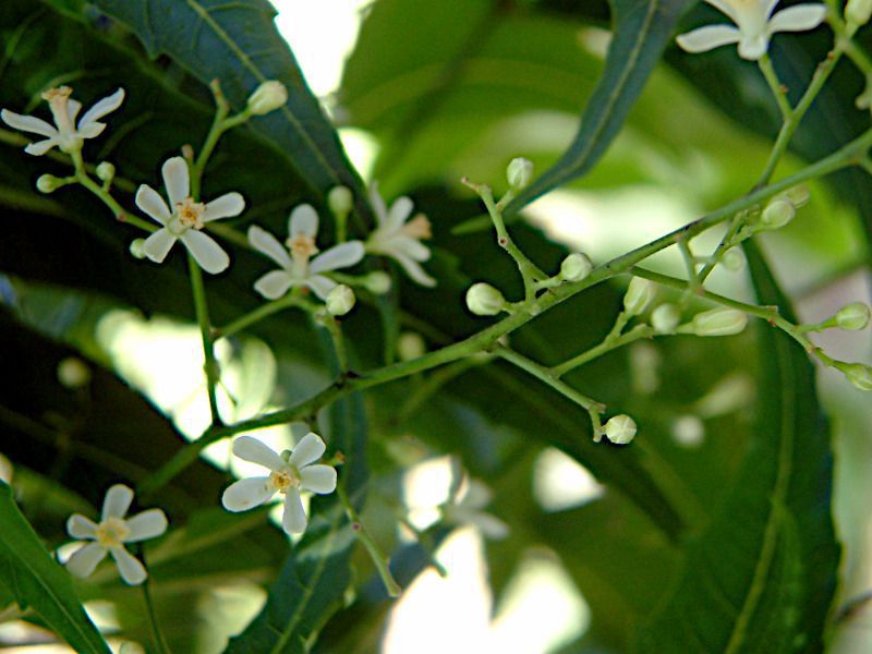 �j�[��(Neem tree)