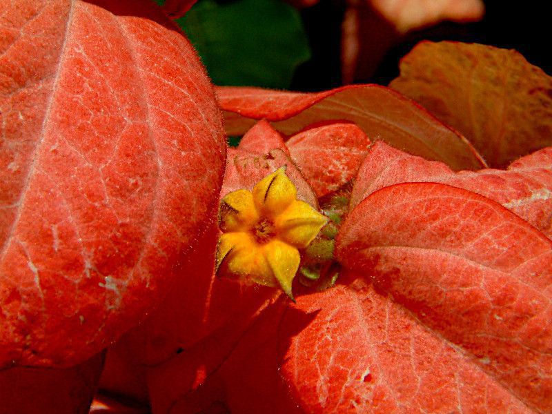 ���b�T�G���_(Mussaenda)
