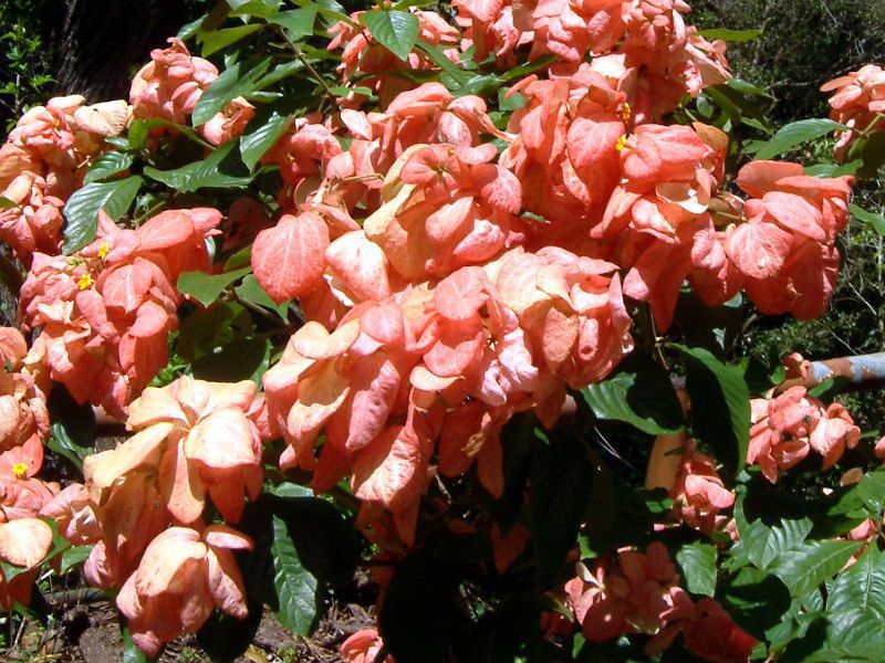 ���b�T�G���_(Mussaenda)
