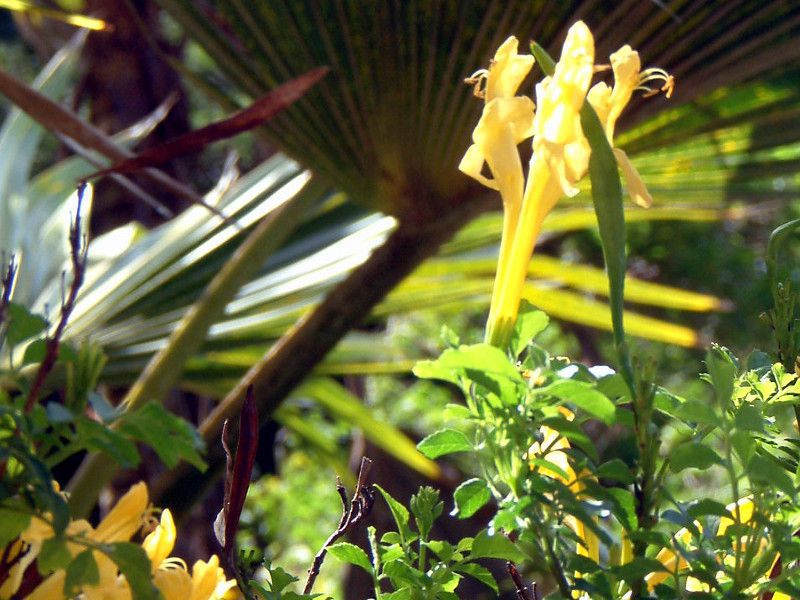 �C�G���[�E�P�[�v�E�n�j�[�T�b�N��(Yellow cape honeysuckle)