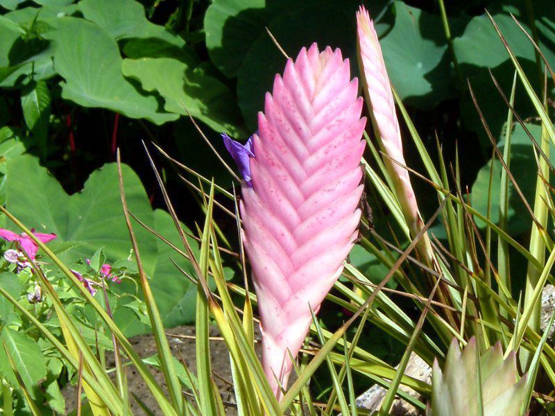 �`�����W�A�E�����f�j�[(Tillandsia lindenii)