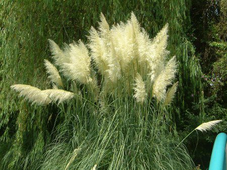 �p���p�X�O���X(Panpas grass)