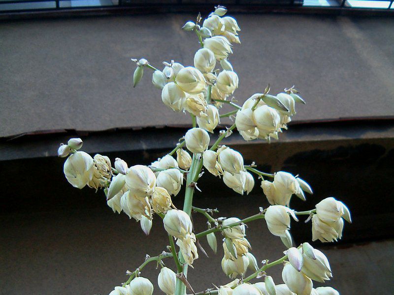 ���b�J(Yucca)