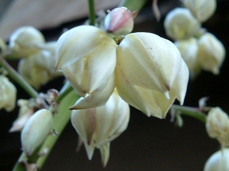 ���b�J(Yucca)