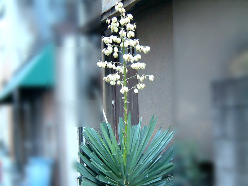 ���b�J(Yucca)