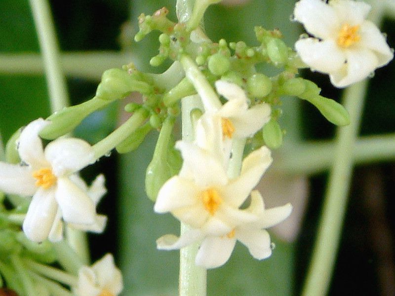 �p�p�C�A(Papaya)