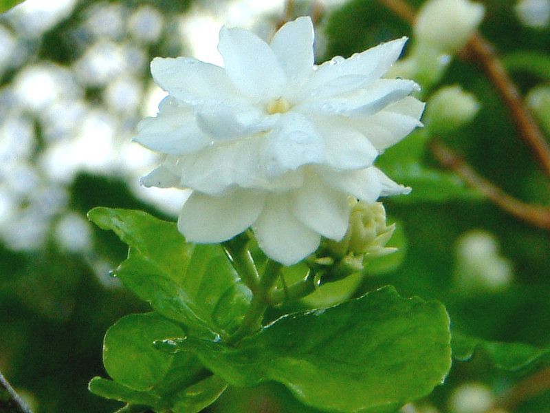 �}�c���J