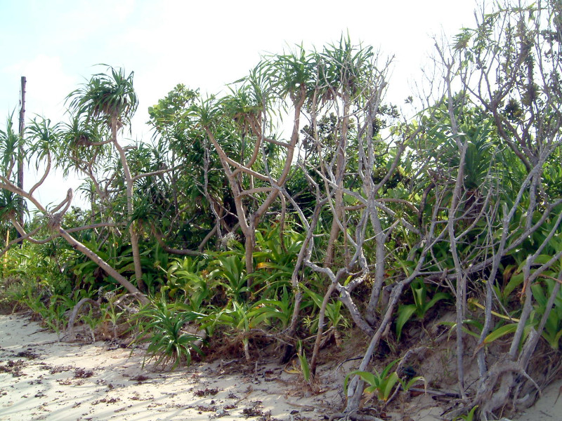�l��