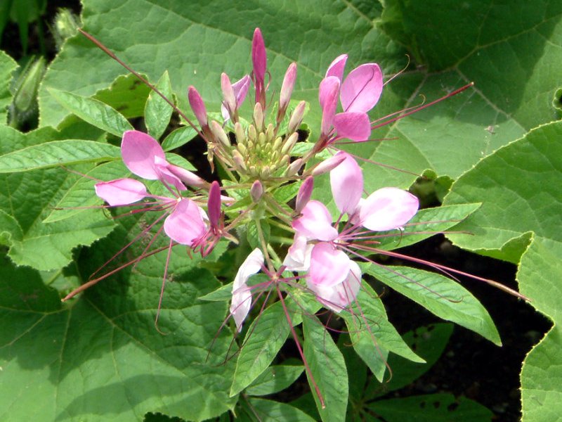 �N���I��(Cleome)