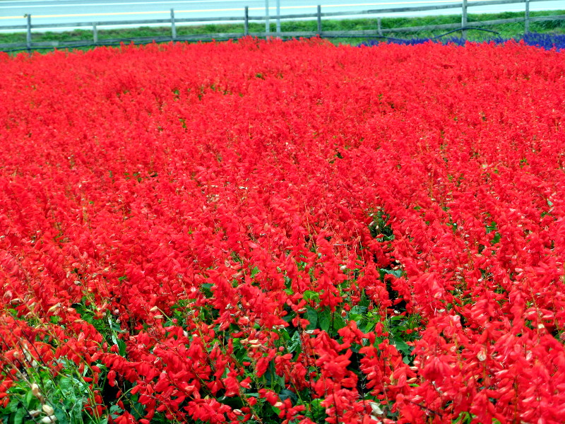 �T���r�A�E�X�v�����f���X(Salvia splendens)