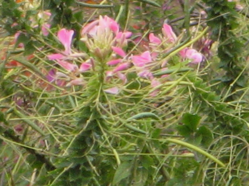 �N���I��(Cleome)