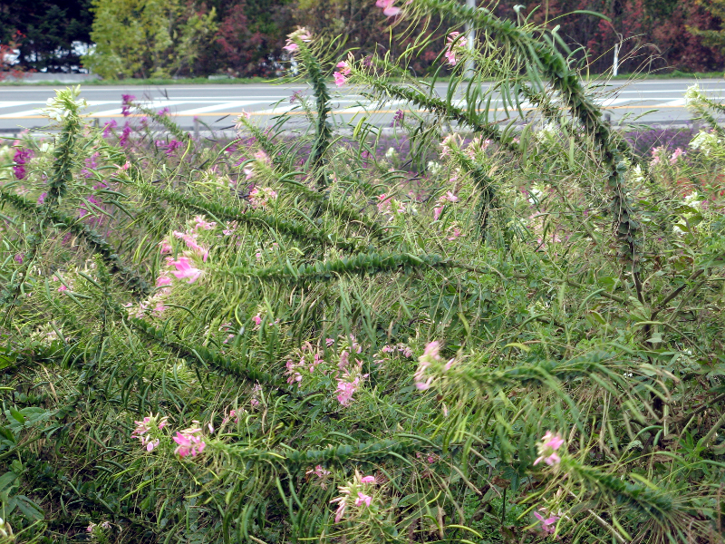 �N���I��(Cleome)
