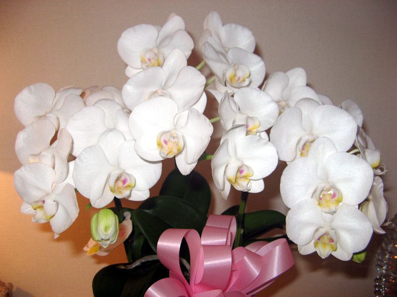 �A�}�r���X(Amabilis)