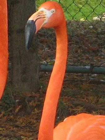 �x�j�C���t���~���S(�g�FFlamingo)