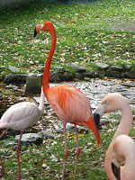 �t���~���S(Flamingo)-���R������