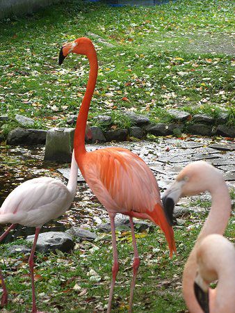 �x�j�C���t���~���S�Ƒ��̃t���~���S(Flamingo)