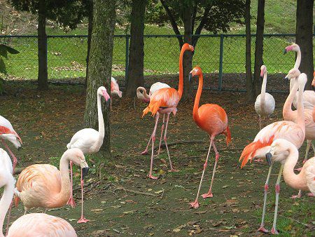 �t���~���S�̌Q��(Flamingo)