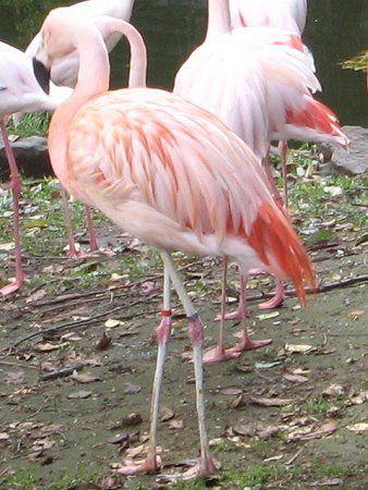 �`���t���~���S(Chile Flamingo)