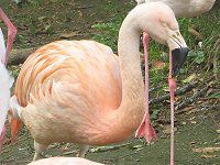 �`���t���~���S(Chile Flamingo)