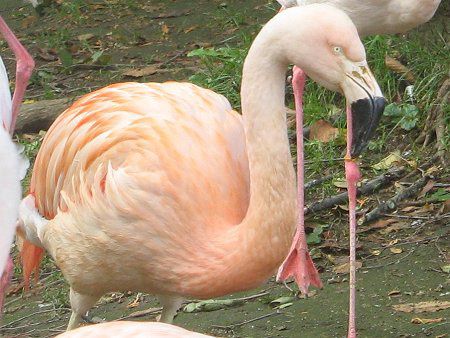 �`���t���~���S(Chile Flamingo) 