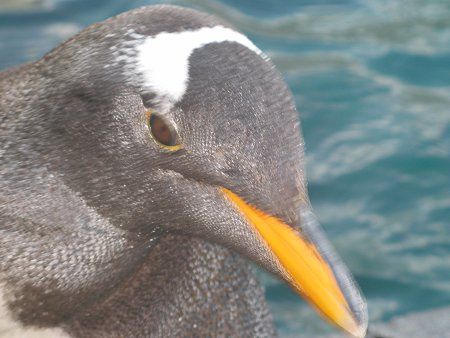 �y���M��(Penguin)