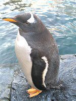 �W�F���c�[�y���M��(Gentoo Penguin)