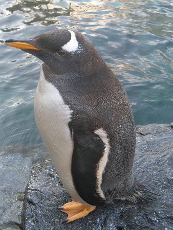 �y���M��(Penguin)