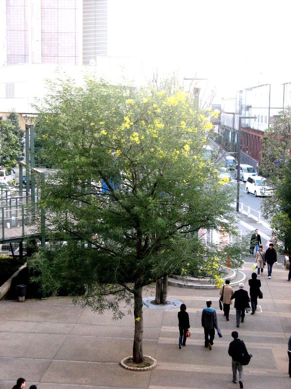 �A�J�V�A(Acacia)