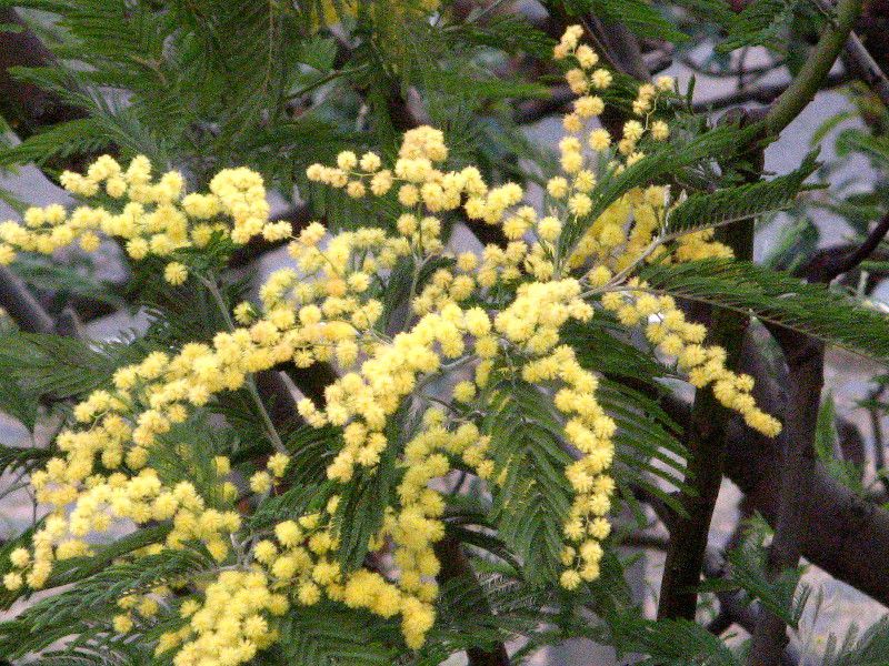�A�J�V�A(Acacia)