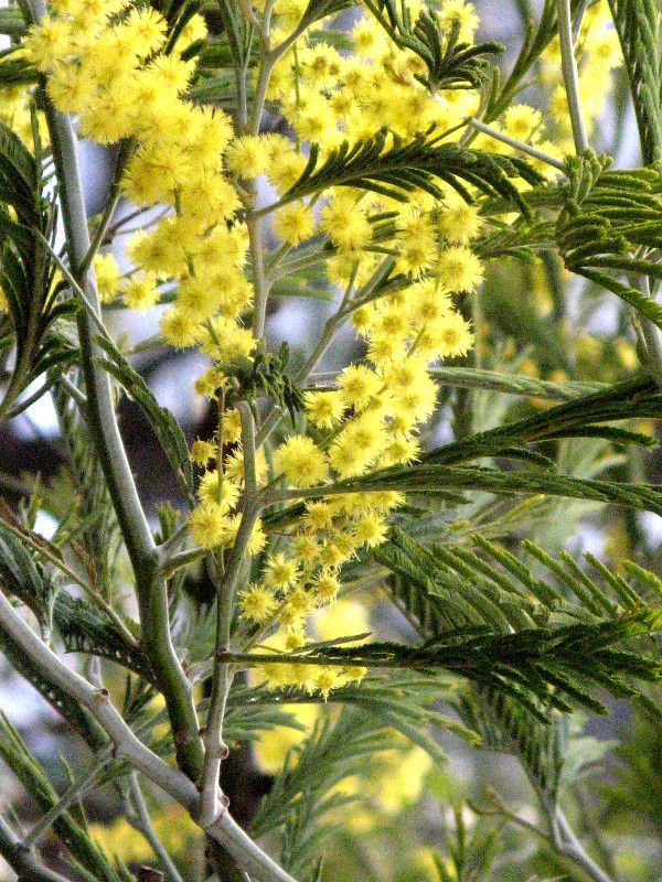 �A�J�V�A(Acacia)