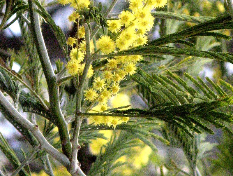�A�J�V�A(Acacia)