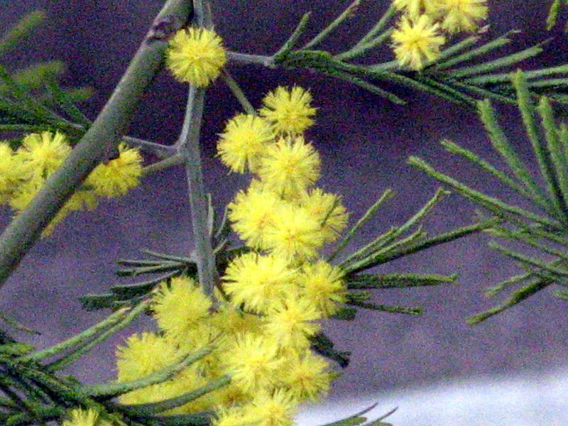 �A�J�V�A(Acacia)