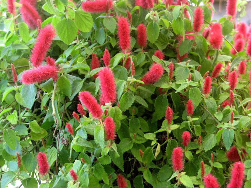 �A�J���t�@�E�q�X�s�_(Acalypha hispida)