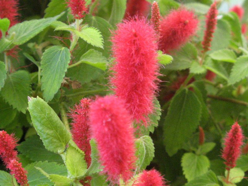 �A�J���t�@�E�q�X�s�_(Acalypha hispida)