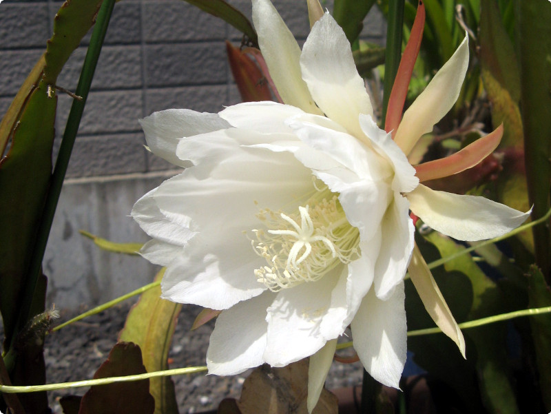 �I�[�L�b�h�J�N�^�X�iOrchid cactus�j