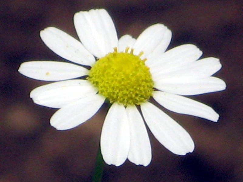 �J���~�[��(Chamomile)