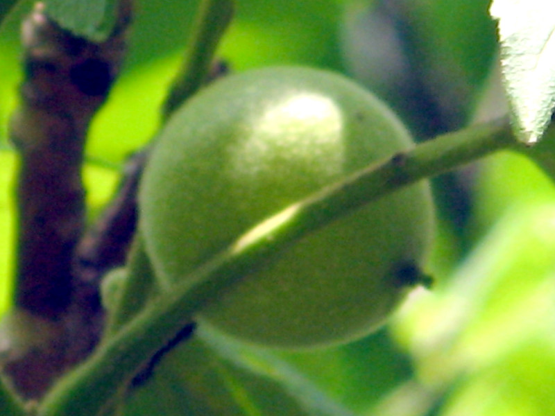 �q���O���~(�P�ӓ�)