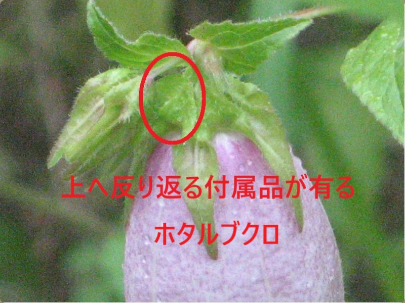 �z�^���u�N��(�u��)