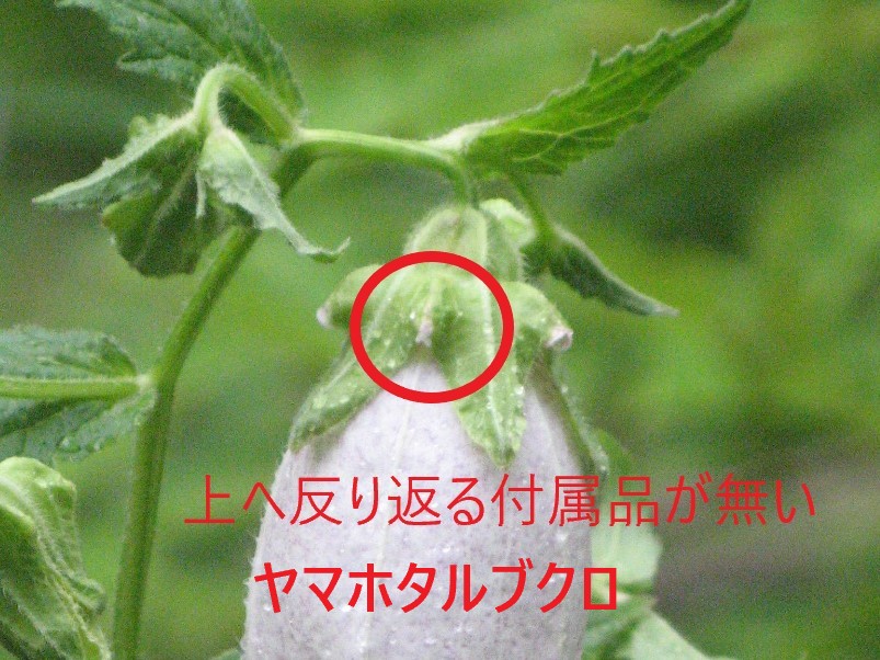 ���}�z�^���u�N��(�R�u��)