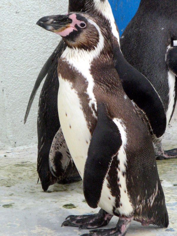�t���{���g�y���M��(Humboldt Penguin)