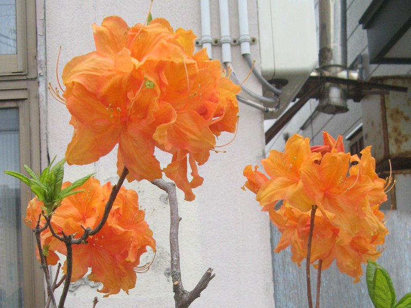 exbury azalea