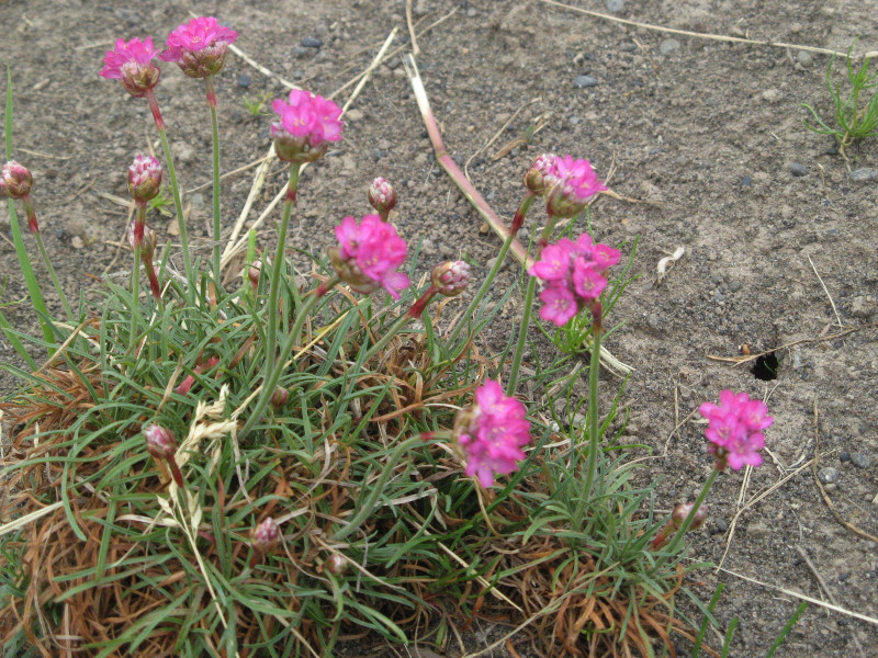�A�������A(Armeria)