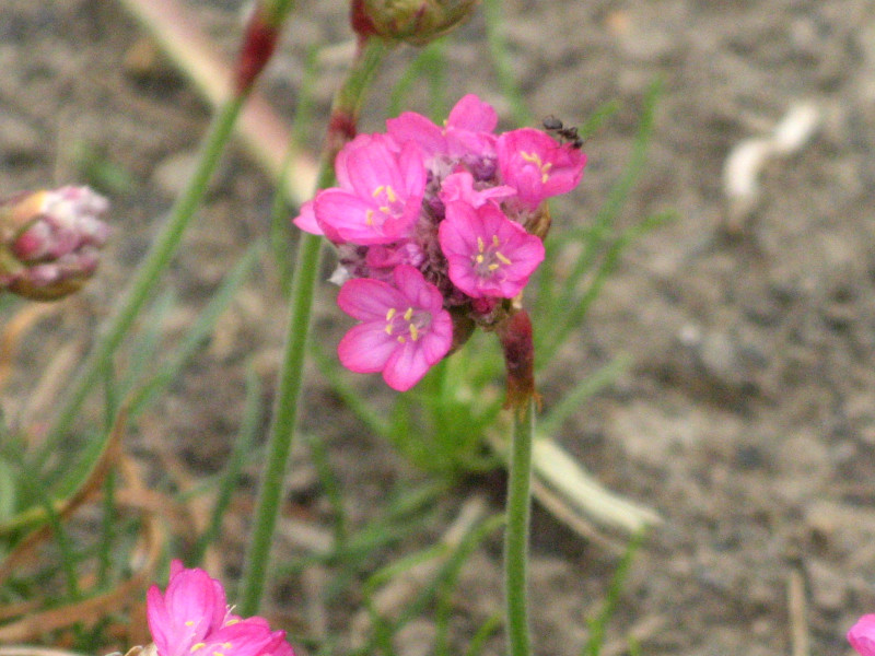 �A�������A(Armeria)
