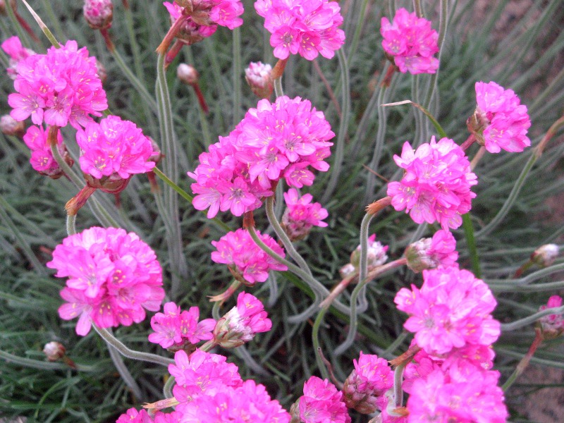�A�������A(Armeria)