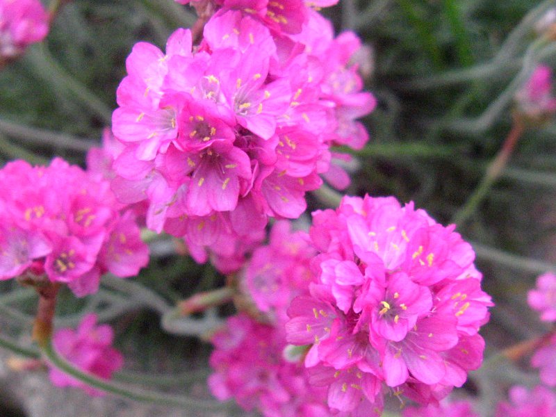 �A�������A�iArmeria�j