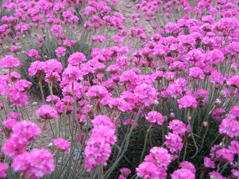 �A�������A(Armeria)