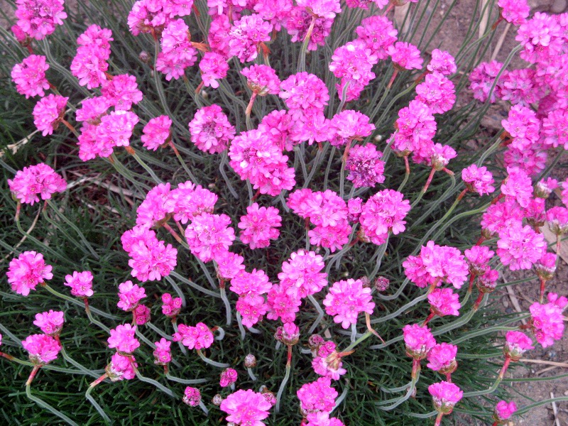�A�������A(Armeria)
