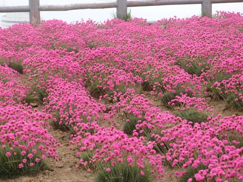 �A�������A(Armeria)