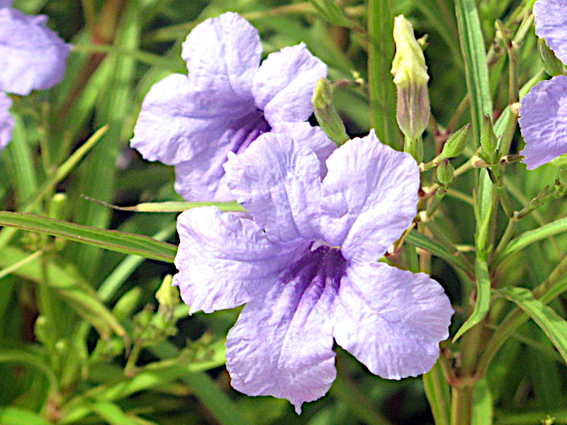 ���t���C����(���i�M�o���C���\�E)