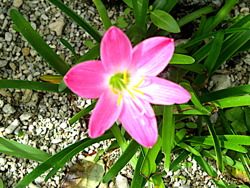 �[�t�B�����T�X�E�O�����f�B�t���[��(Zephyranthus grandiflora)